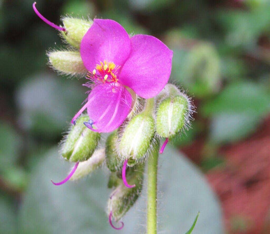 10 Tinantia Erecta Seeds, Upright Spiderwort Seeds, - Seedsforgarden (1999-2024 ) .We Ship Seeds & Live Plants Worldwide 