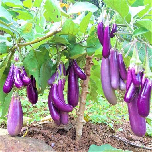 100 Purple cluster Brinjal Non-Hybrid,  , Non-GMO, Eggplant Seeds, Non-Gmo Seeds - Seedsforgarden (1999-2024 ) .We Ship Seeds & Live Plants Worldwide 