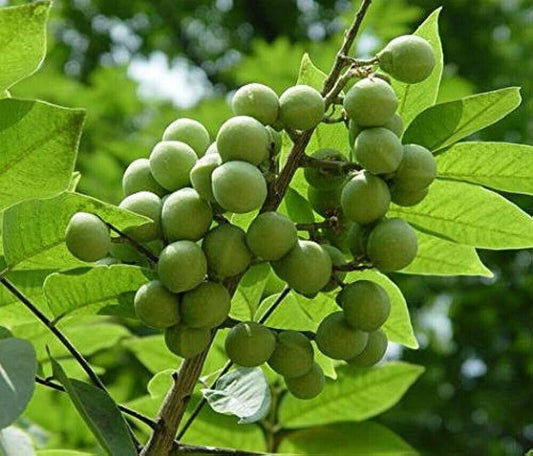 20 Sapindus emarginatus Seeds  ,Sapindus trifoliatus ,Soapnut Tree Seeds, - Seedsforgarden (1999-2024 ) .We Ship Seeds & Live Plants Worldwide 