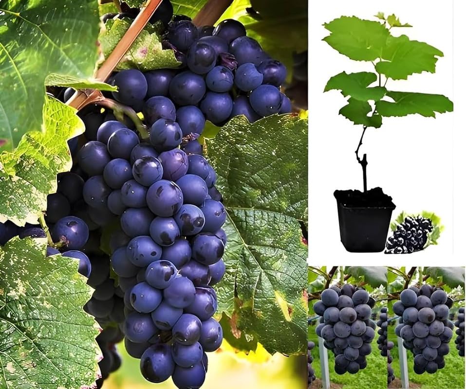 10 Black Grape Plants , Vitis vinifera Plants for Balcony / Terrace Gardening