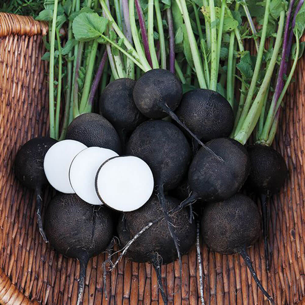 50 Black Spanish Round Radish Seeds, Raphanus sativus Round Seeds