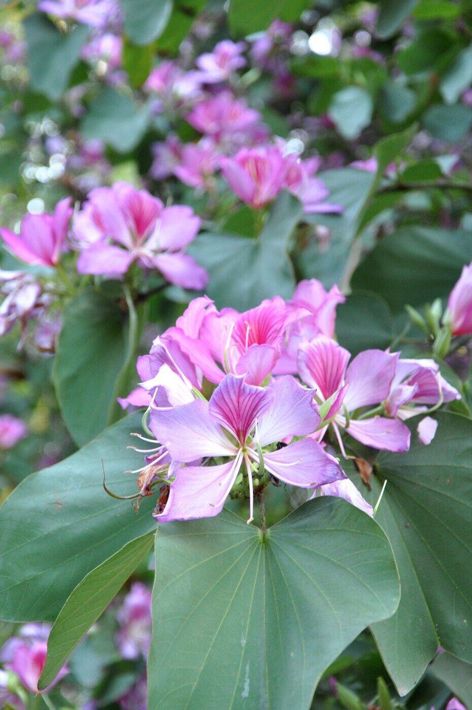 25 Orchid Tree Seeds , Bauhinia variegata Seeds, Mountain Ebony Seeds - Seedsforgarden (1999-2024 ) .We Ship Seeds & Live Plants Worldwide 