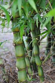 10 Bambusa ventricosa Plants , Buddha bamboo  Buddha Belly Bamboo With Phytosanitary certificate