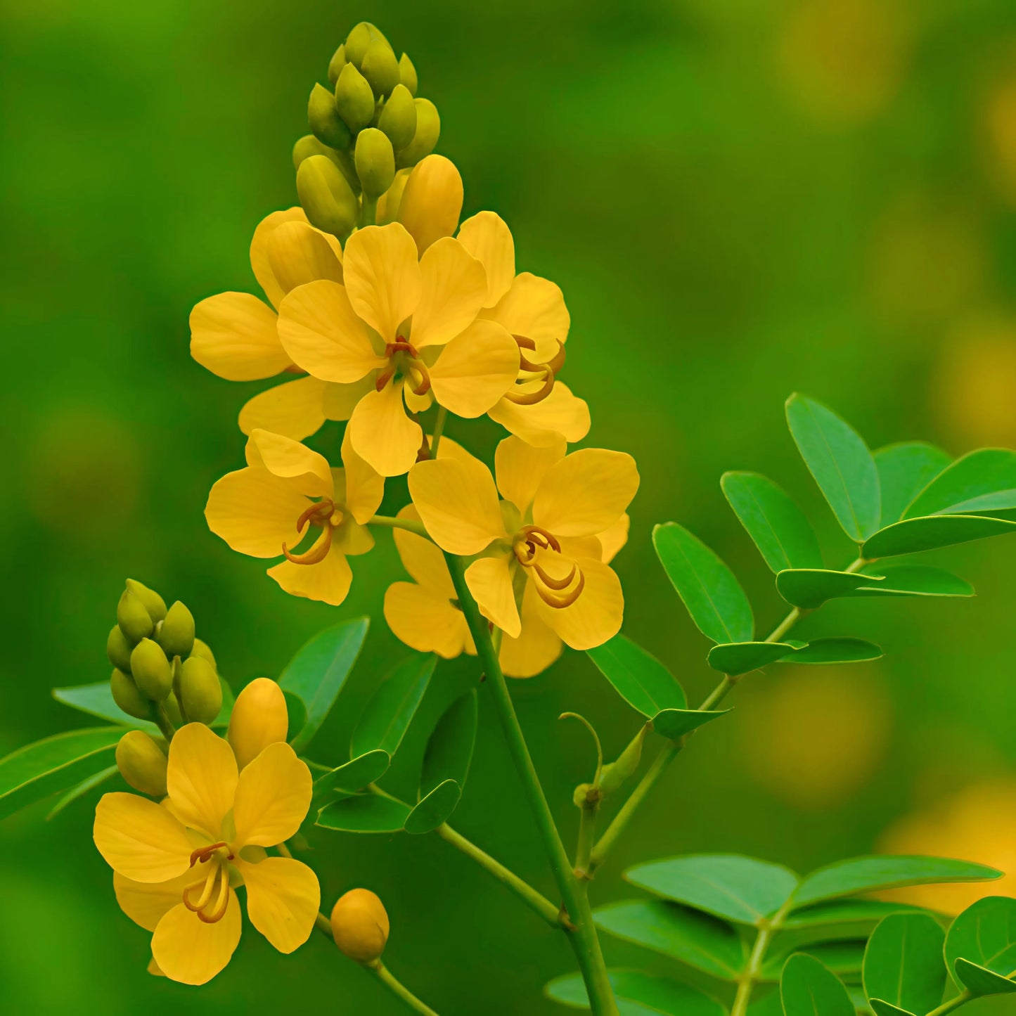 10 Cassia tora Plants, Sickle Senna  Plants , Foetid Cassia,