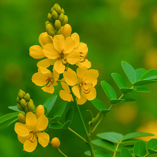 10 Cassia tora Plants, Sickle Senna  Plants , Foetid Cassia,