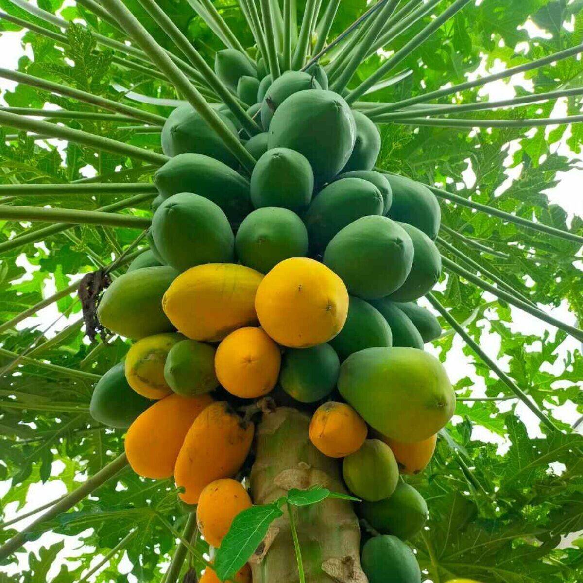 100 Papaya Fruit Seeds , Edible Fruit Seeds,  Carica papaya Seeds, - Seedsforgarden (1999-2024 ) .We Ship Seeds & Live Plants Worldwide 