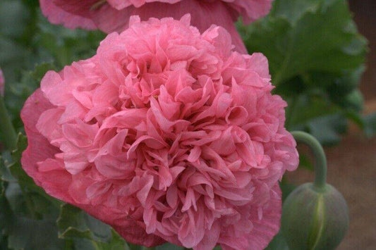 20 Peony Poppy  Pink  Flower Seeds , Papaver paeoniflorum Seeds,Pink Peony Seeds - Seedsforgarden (1999-2024 ) .We Ship Seeds & Live Plants Worldwide 