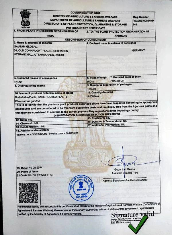 5 Live Elaeocarpus ganitrus Plants. Rudraksha Plants,With Phytosanitary certificates & Shipping Worldwide - Seedsforgarden (1999-2024 ) .We Ship Seeds & Live Plants Worldwide 