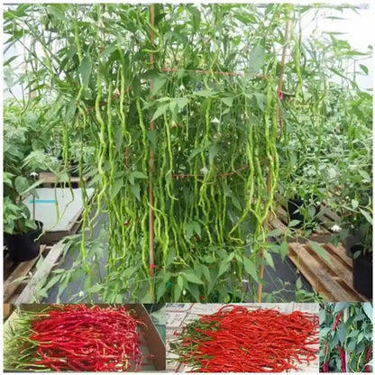 100 Thunder Mountain Longhorn Chilli Seeds – One Foot Long Pepper Variety