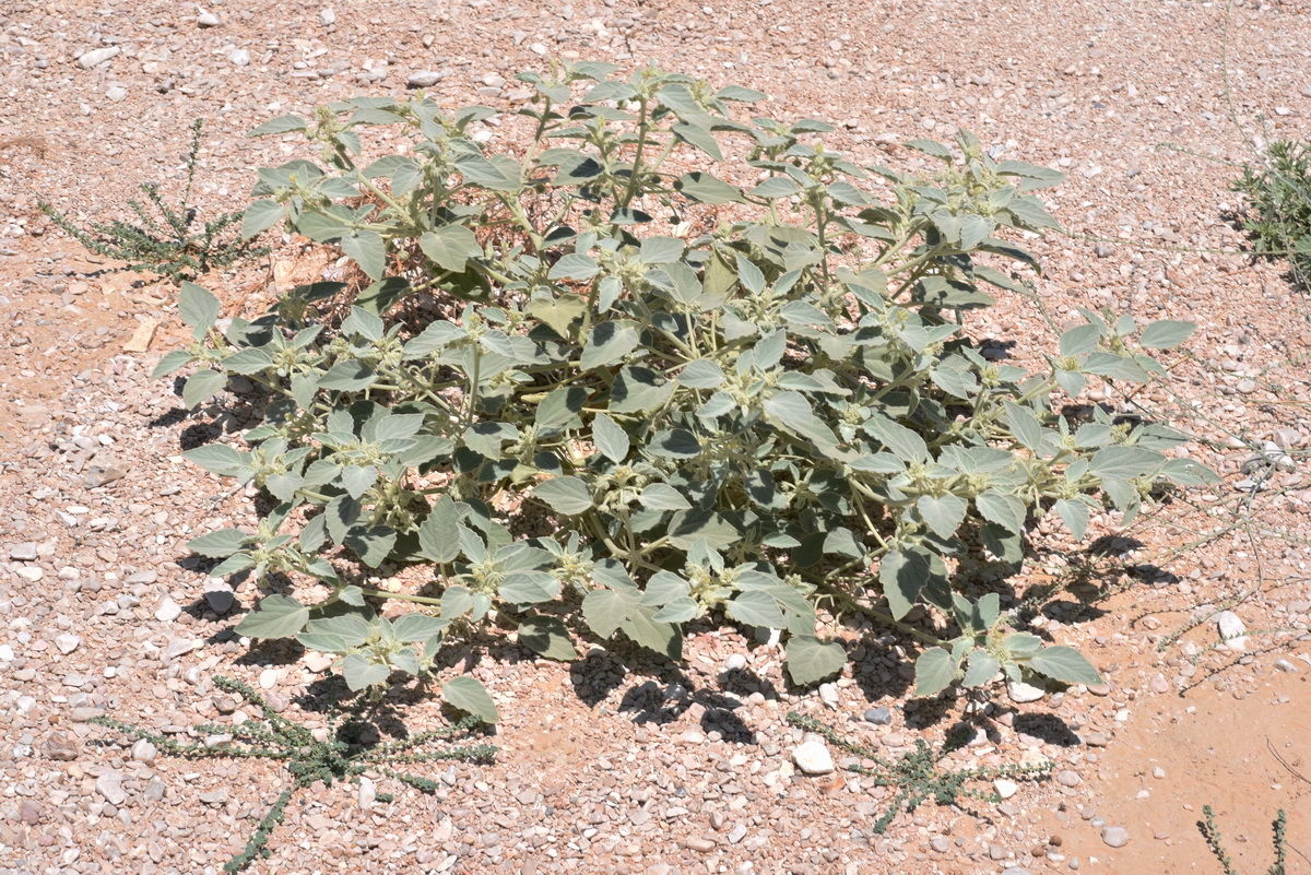 Chrozophora tinctoria Seeds, Dyer’s Croton Seeds