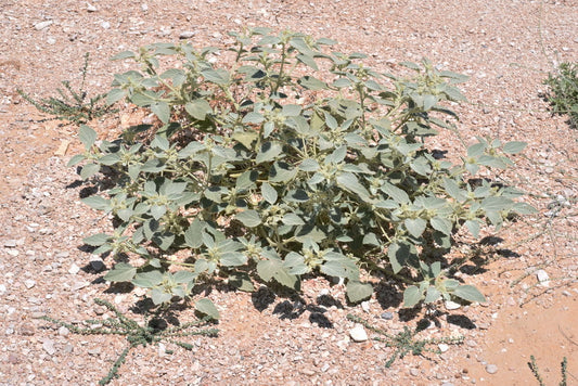 Chrozophora tinctoria Seeds, Dyer’s Croton Seeds