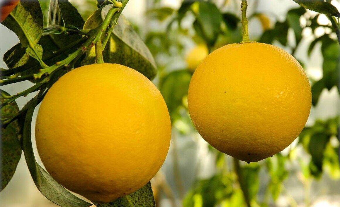 25 Citrus Grandis Seeds, Pomelo Seeds ,Citrus decumana Seeds, Citrus maxima Seeds - Seedsforgarden (1999-2024 ) .We Ship Seeds & Live Plants Worldwide 