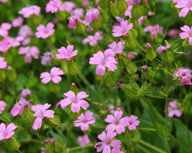 30  Vaccaria hispanica Seeds, Cowherb Seeds , Cow cockle