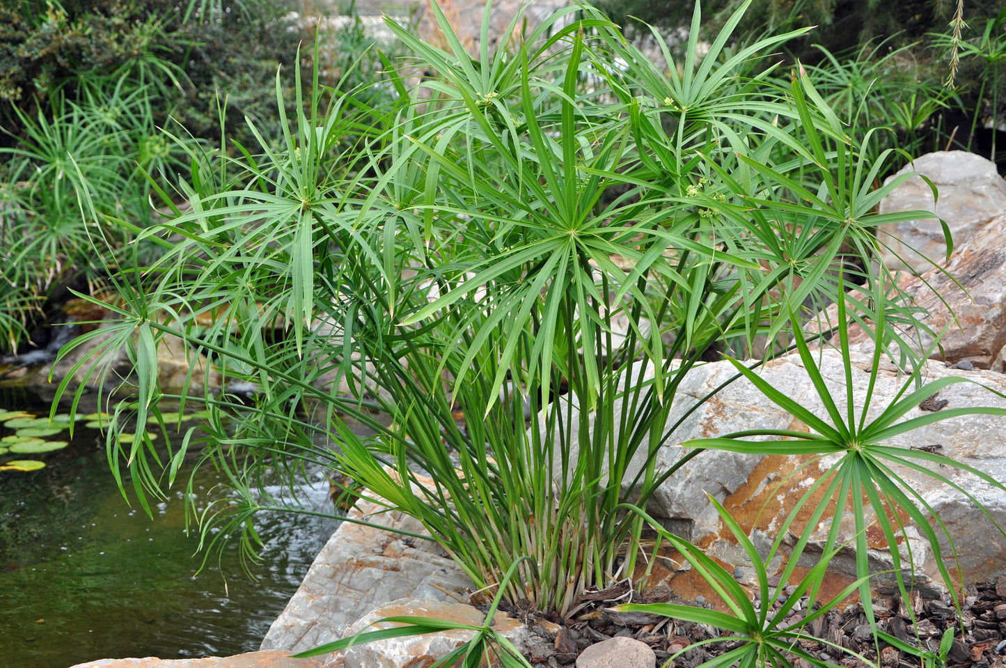 10 Cyperus alternifolius Plants, Umbrella Plant , Umbrella Palm Plants