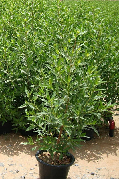 10 Conocarpus lancifolius  Plants , Damas Tree Plants , + Phytosanitary certificate
