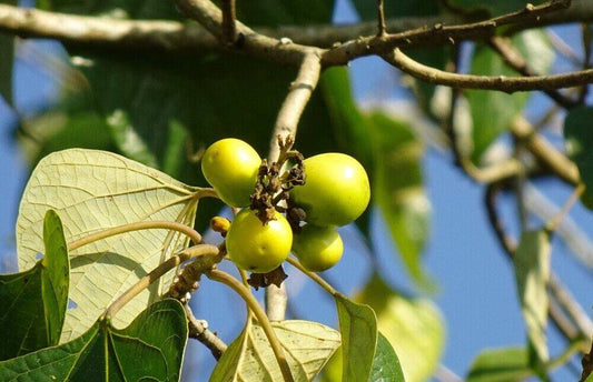 25 Gmelina arborea Seeds, Malina  Seeds, Gmelina arborea Seeds, White Teak Seeds - Seedsforgarden (1999-2024 ) .We Ship Seeds & Live Plants Worldwide 