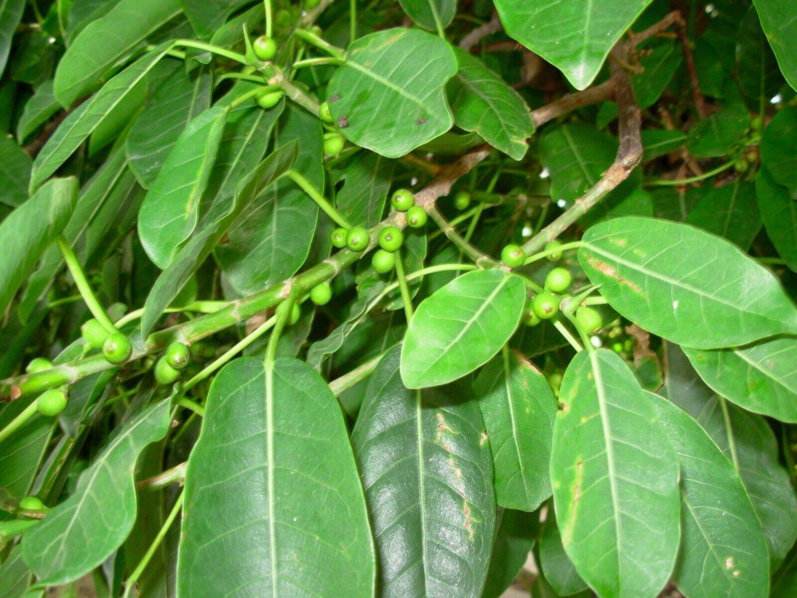 100 Ficus luschnathiana seeds, Agarrapalo, Ibapoi Seeds, Higuerón bravo Seeds - Seedsforgarden (1999-2024 ) .We Ship Seeds & Live Plants Worldwide 