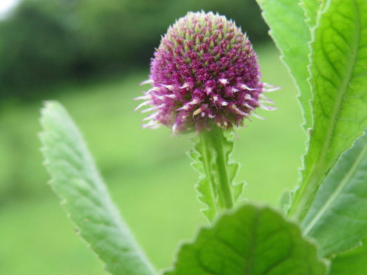 200 Sphaeranthus indicus Seed, East Indian Globe Thistle Seed , Sphaeranthus Seeds - Seedsforgarden (1999-2024 ) .We Ship Seeds & Live Plants Worldwide 