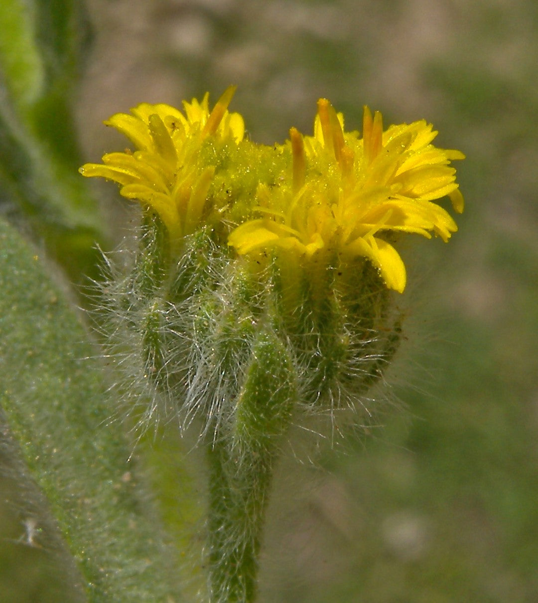 50 Pulicaria inuloides Seeds, Desert Fleabane Seeds. Wild Inula