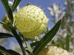 25 Gomphocarpus physocarpus Seeds, Asclepias physocarpa, Balloon cotton bush, - Seedsforgarden (1999-2024 ) .We Ship Seeds & Live Plants Worldwide 