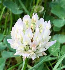 Trifolium repens Seeds ,White clover Dutch clover, Ladino clover, - Seedsforgarden (1999-2024 ) .We Ship Seeds & Live Plants Worldwide 