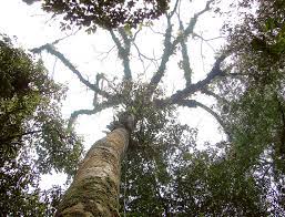 Diesel Tree Seeds ,Sindora glabra Seeds - Seedsforgarden (1999-2024 ) .We Ship Seeds & Live Plants Worldwide 