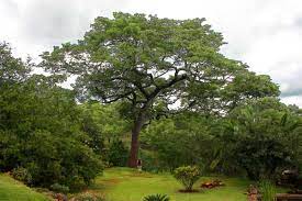 Brachystegia speciformis Seeds, Zebrawood Tree Seeds, - Seedsforgarden (1999-2024 ) .We Ship Seeds & Live Plants Worldwide 