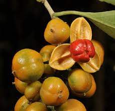 Celastrus paniculatus Seeds, Black oil plant Seeds ,Climbing staff Seeds - Seedsforgarden (1999-2024 ) .We Ship Seeds & Live Plants Worldwide 
