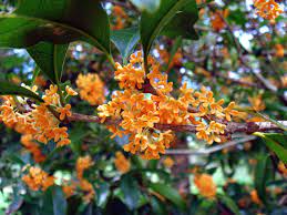 Osmanthus fragrans Seeds , Sweet Olive, Fragrant Tea Olive - Seedsforgarden (1999-2024 ) .We Ship Seeds & Live Plants Worldwide 
