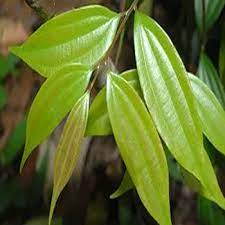 Cinnamomum subavenium Seeds, Padang Cassia - Seedsforgarden (1999-2024 ) .We Ship Seeds & Live Plants Worldwide 