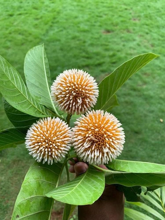10 Dwarf Anthocephalus cadamba Plants , Dwarf Kadam Plants ,Free  Phytosanitary certificate