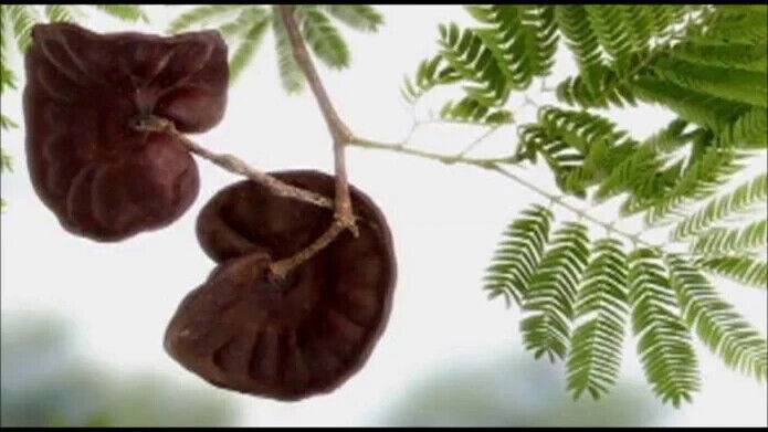 20 Enterolobium contortisiliquum Seeds ,Earpod Tree, Pacara Earpod ,Elephant Ear Tree Seeds - Seedsforgarden (1999-2024 ) .We Ship Seeds & Live Plants Worldwide 