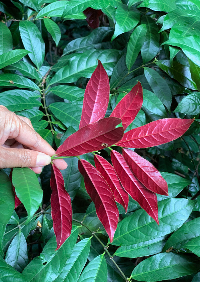 10 Excoecaria cochinchinensis Plants , Chinese Croton Plants,  Jungle Fire Plants