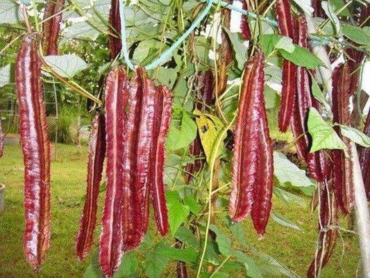 25 Asparagus Pea Seeds, Psophocarpus tetragonolobus Seeds,  Red Winged Beans Seeds , - Seedsforgarden (1999-2024 ) .We Ship Seeds & Live Plants Worldwide 