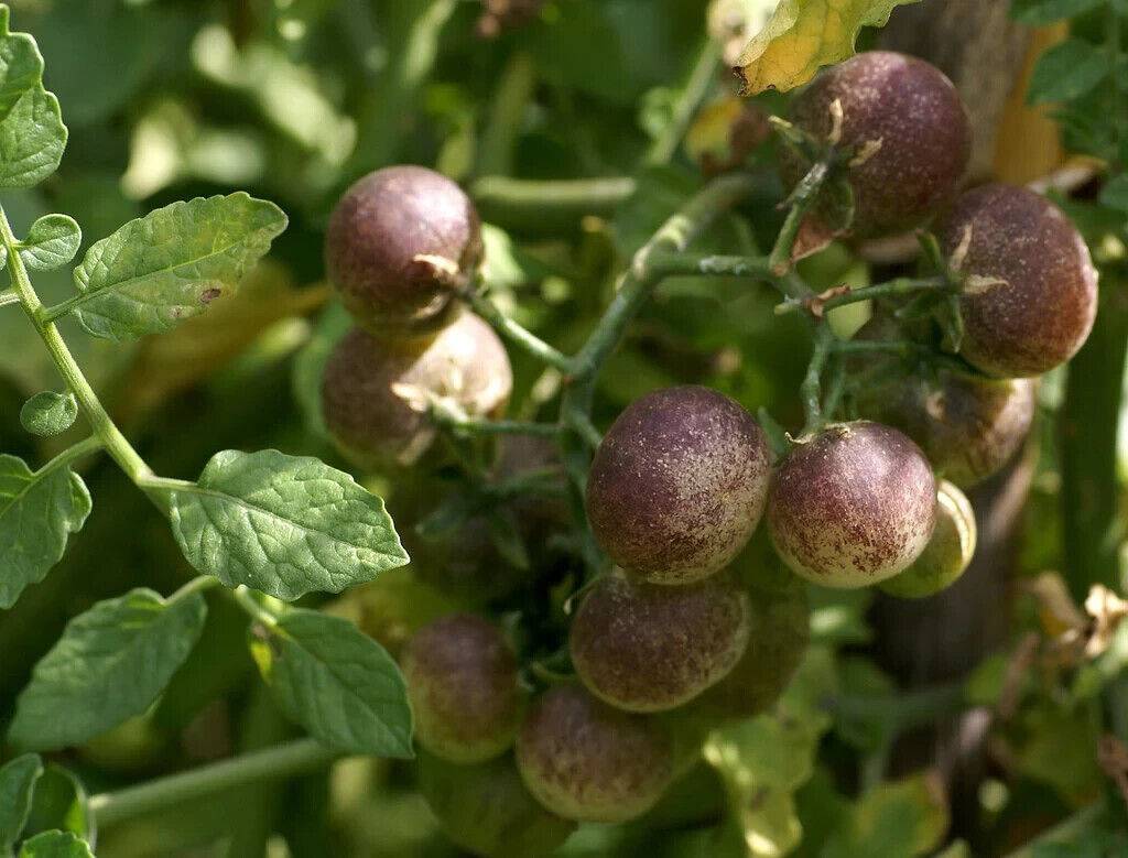 10 Wild Peruvian Tomato Seeds , Lycopersicon peruvianum Seeds - Seedsforgarden (1999-2024 ) .We Ship Seeds & Live Plants Worldwide 