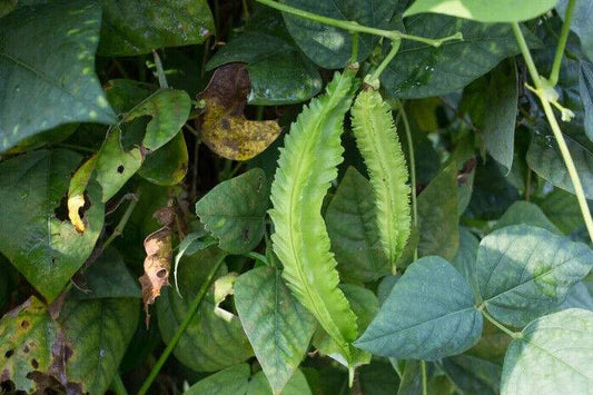 15 Psophocarpus tetragonolobus Seeds, winged bean, Dragon bean, Goa Bean Seeds - Seedsforgarden (1999-2024 ) .We Ship Seeds & Live Plants Worldwide 