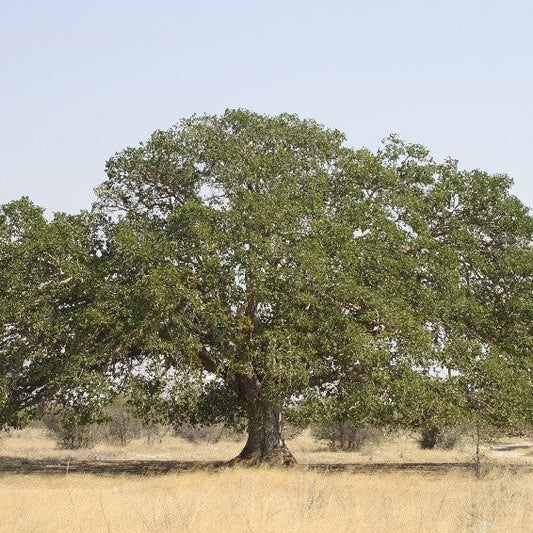 50 Ficus sycomorus Seeds, Sycamore Fig Tree , Fig Mulberry Tree