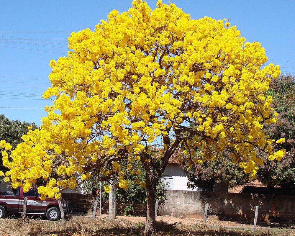 15 Tabebuia Argentea Seeds, Tecoma Argentea Seeds , Golden Bell Flower Tree, - Seedsforgarden (1999-2024 ) .We Ship Seeds & Live Plants Worldwide 