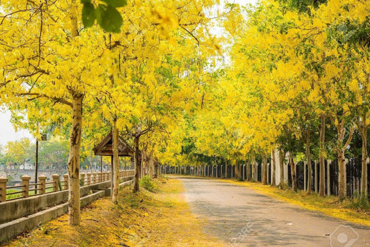 25 Golden shower Tree Seeds, Cassia Fistula Seeds - Seedsforgarden (1999-2024 ) .We Ship Seeds & Live Plants Worldwide 