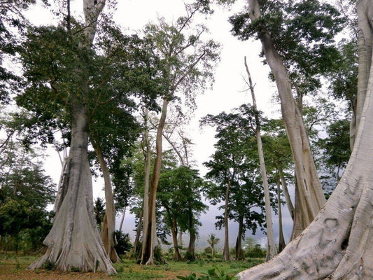 300 Ficus albipila Seeds , Abbey tree Seeds, Exotic Bonsai Tree Seeds, - Seedsforgarden (1999-2024 ) .We Ship Seeds & Live Plants Worldwide 