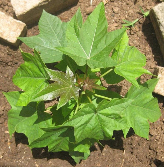 20 Jatropha curcas Seeds, Physic Nut Seeds,  Bio-Diesel Seeds,Barbados Nut Seeds - Seedsforgarden (1999-2024 ) .We Ship Seeds & Live Plants Worldwide 