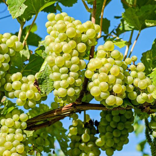 10 Vitis vinifera  Plants, Round Green Grape Vine Plants