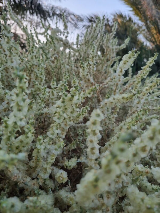10 Halothamnus Iraqensis Seeds,Halophytes (Salt-Tolerant Plants)