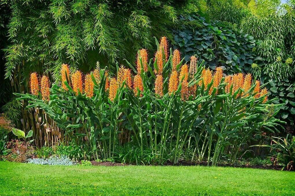20  Hedychium gardnerianum Seeds , Kahili ginger Seeds , Kahila garland lily , - Seedsforgarden (1999-2024 ) .We Ship Seeds & Live Plants Worldwide 