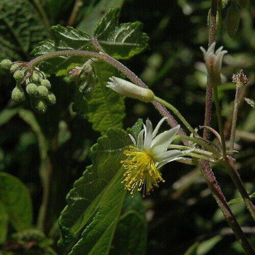 15 Sparrmannia ricinocarpa Seeds , Exotic Flowering Seeds - Seedsforgarden (1999-2024 ) .We Ship Seeds & Live Plants Worldwide 