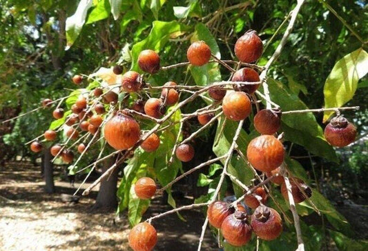 15 Sapindus mukorossi  Seeds , Soapnut, Soap Nut, Soapberry,  Wash Nut Seeds - Seedsforgarden (1999-2024 ) .We Ship Seeds & Live Plants Worldwide 