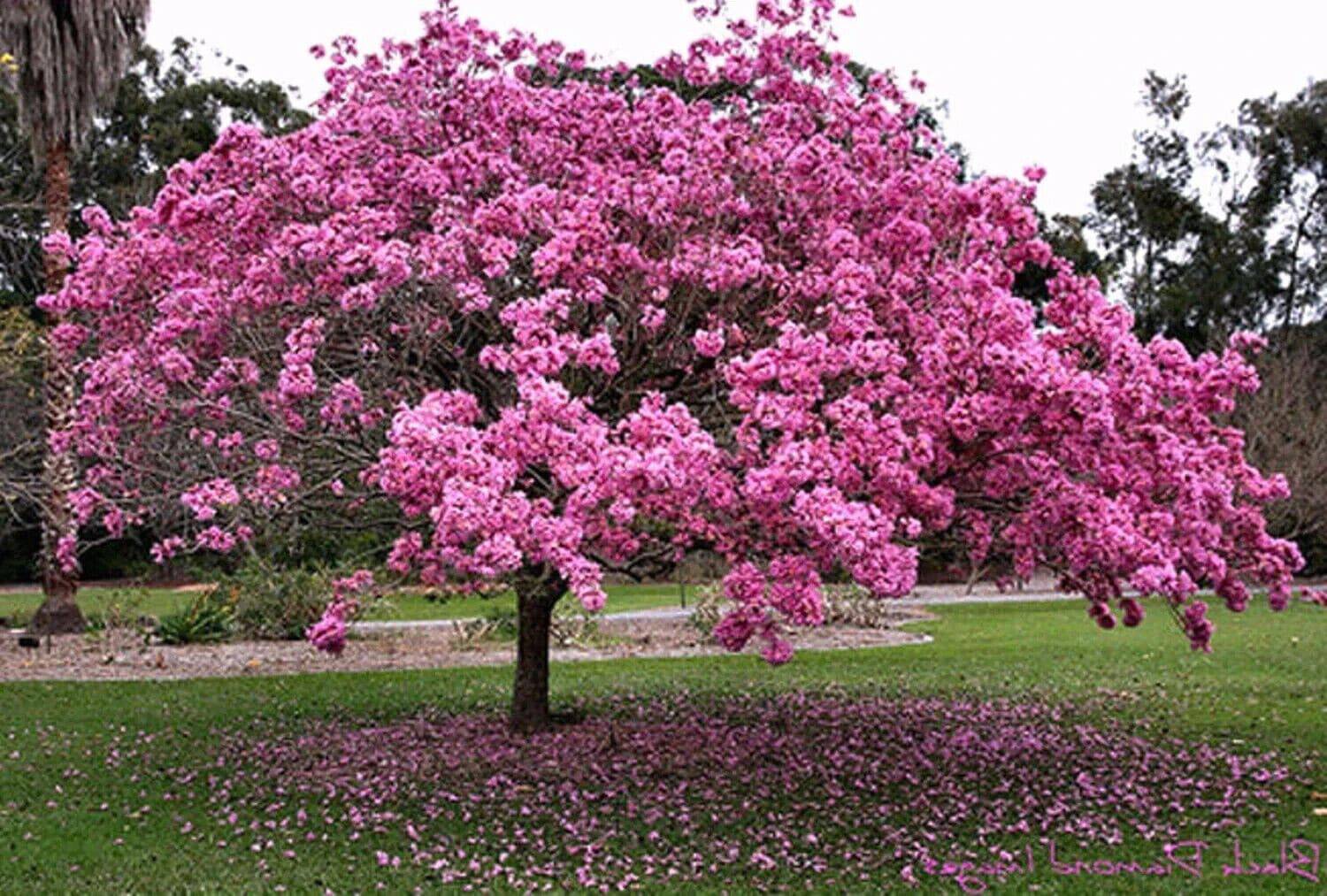 15 Tabebuia avellanedae seeds, Pink trumpet tree, lavender trumpet tree Seeds - Seedsforgarden (1999-2024 ) .We Ship Seeds & Live Plants Worldwide 
