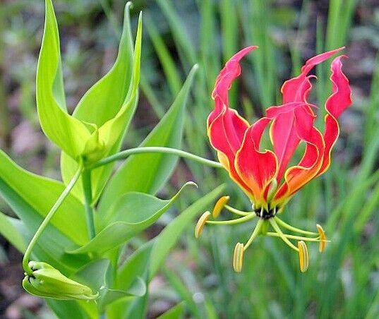 2  Flame lily Rhizomes Fire lily, Gloriosa lily Rhizomes, Gloriosa superba Tubers - Seedsforgarden (1999-2024 ) .We Ship Seeds & Live Plants Worldwide 