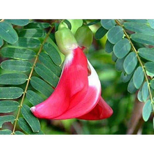 25 Hummingbird Tree Seeds,  Agati Seeds , Sesbania grandiflora Seeds ,Scarlet Wisteria , - Seedsforgarden (1999-2024 ) .We Ship Seeds & Live Plants Worldwide 