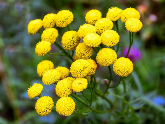 100 Tanacetum vulgare Seeds, Tansy Flower Seeds - Seedsforgarden (1999-2024 ) .We Ship Seeds & Live Plants Worldwide 